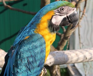 Vystoupení papoušků